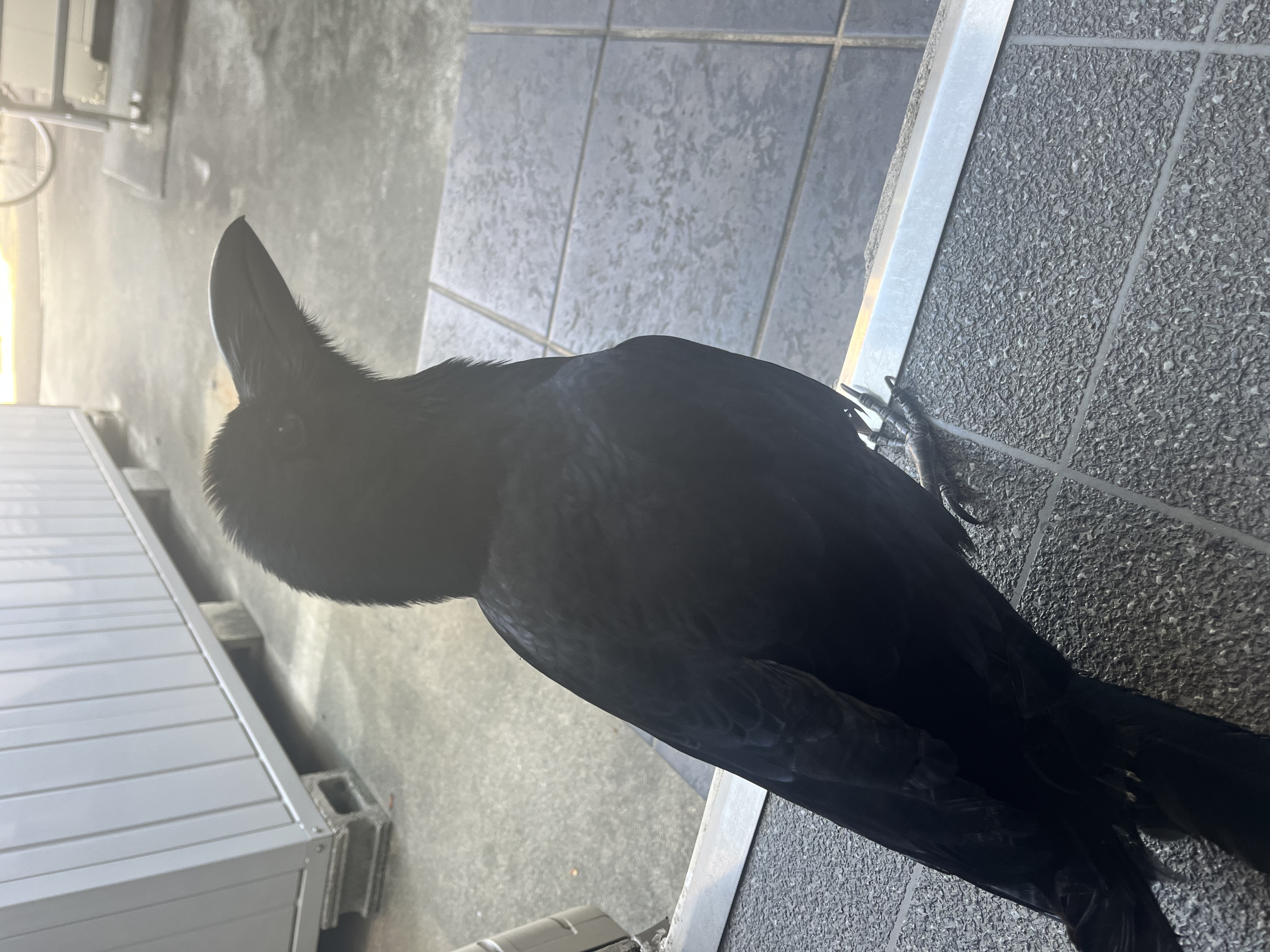 春の洗車半額キャンペーン開催中！愛車メンテで快適ドライブ🚗