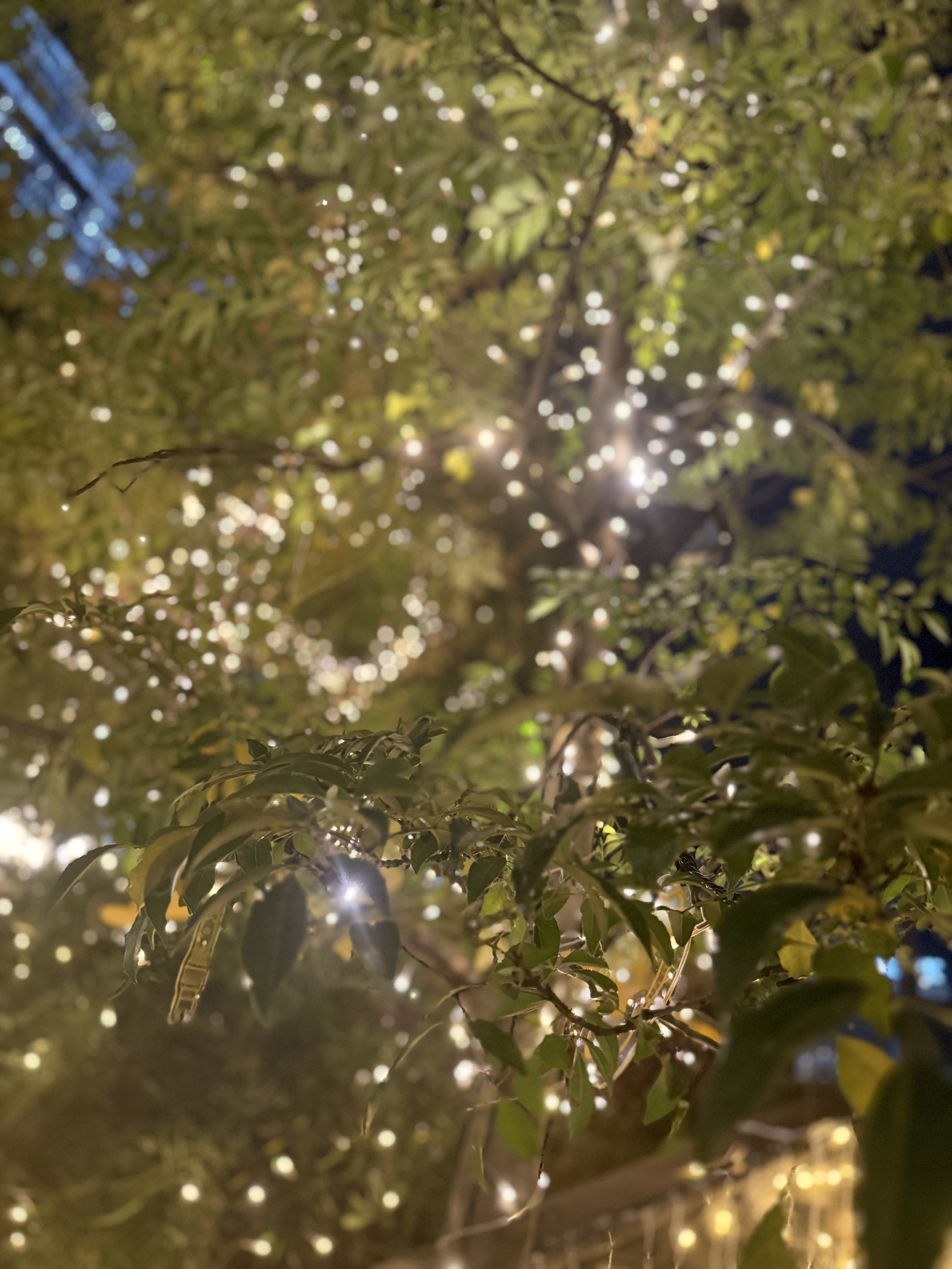 秋の車におすすめフレッシュキーパー🚗