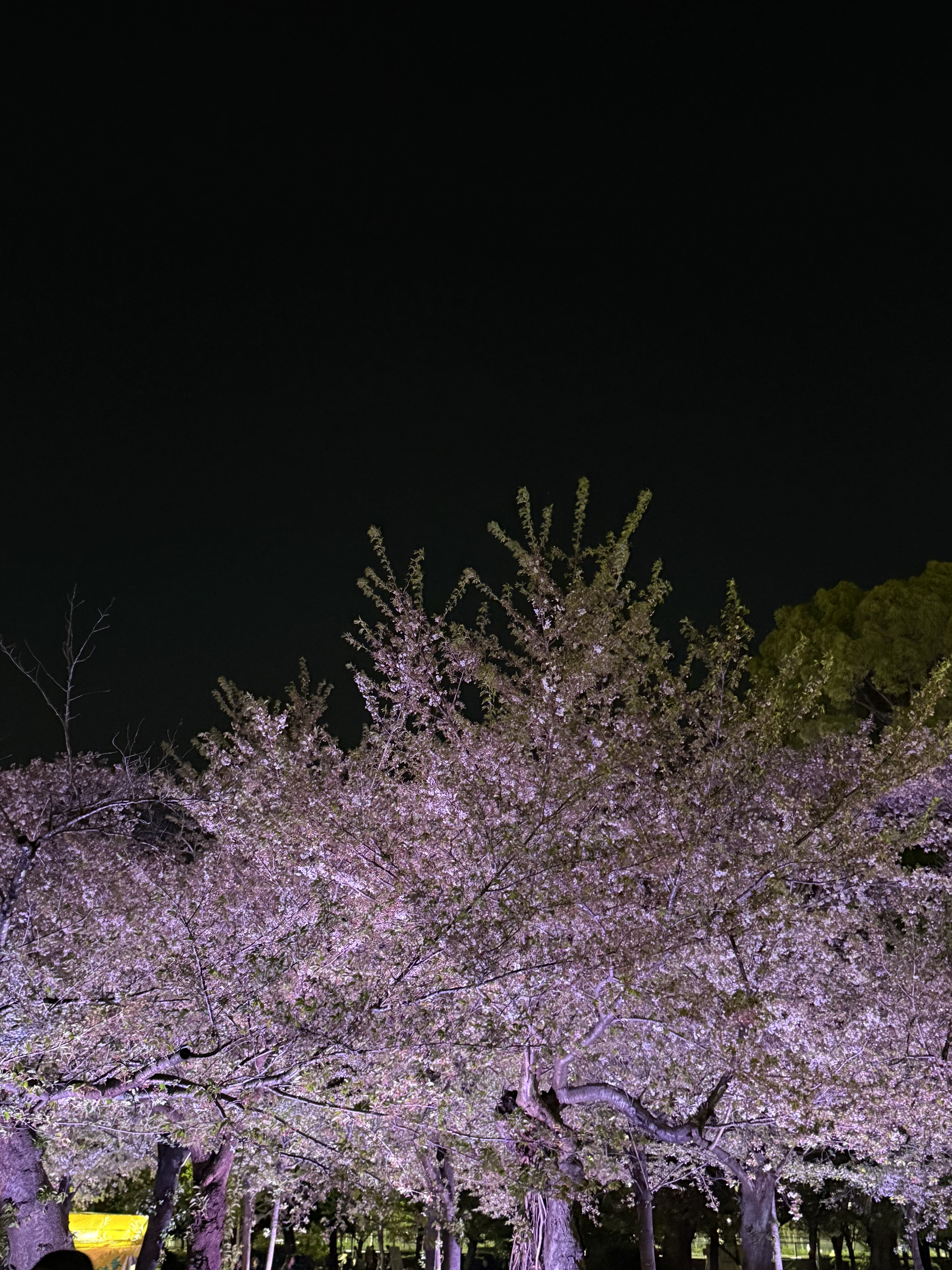 春の洗車と点検はセルフ雁道SSで快適ケアを楽しもう🚗