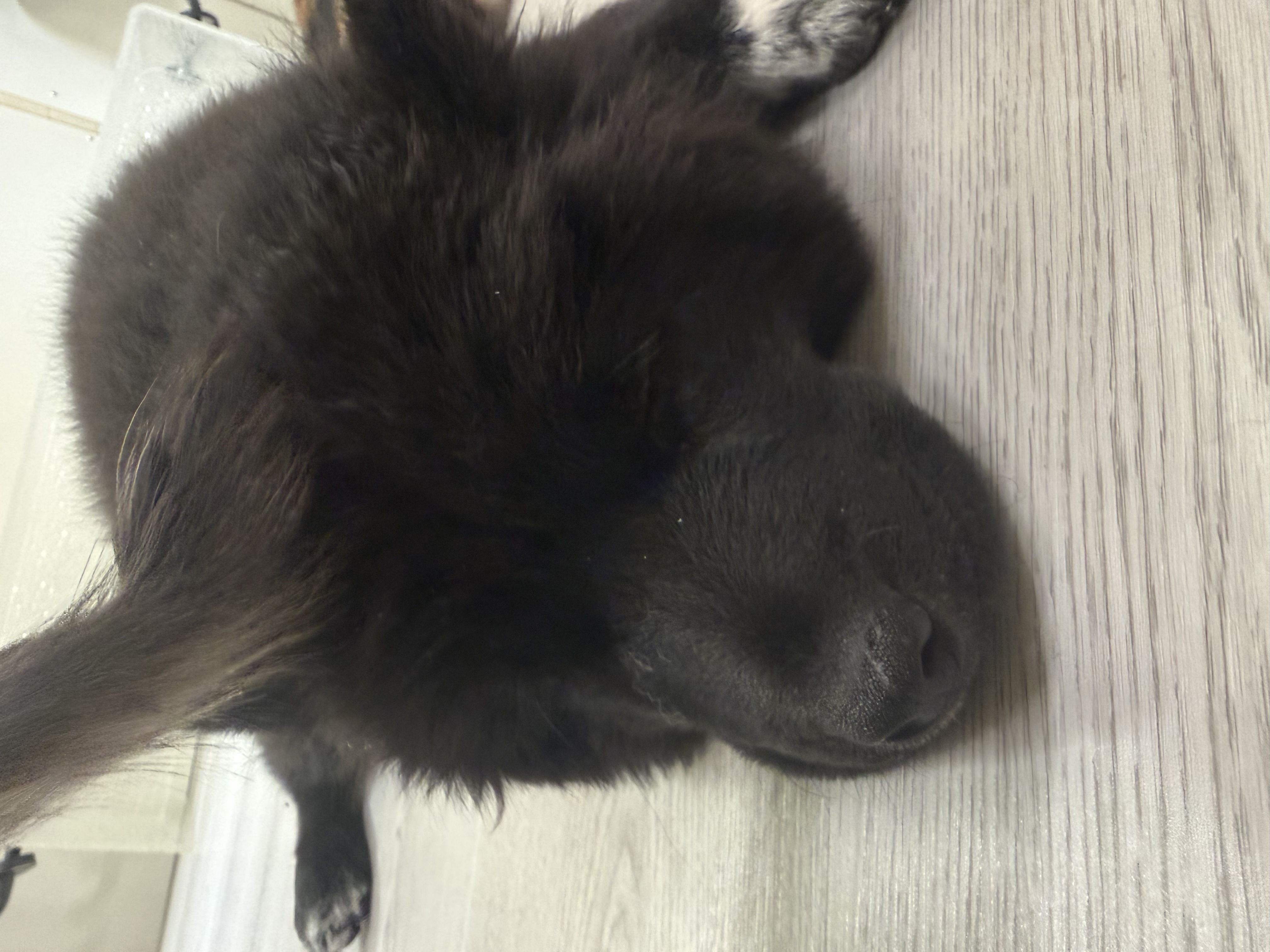 春の花粉対策におすすめ手洗い洗車とタイヤ交換キャンペーン情報🚗