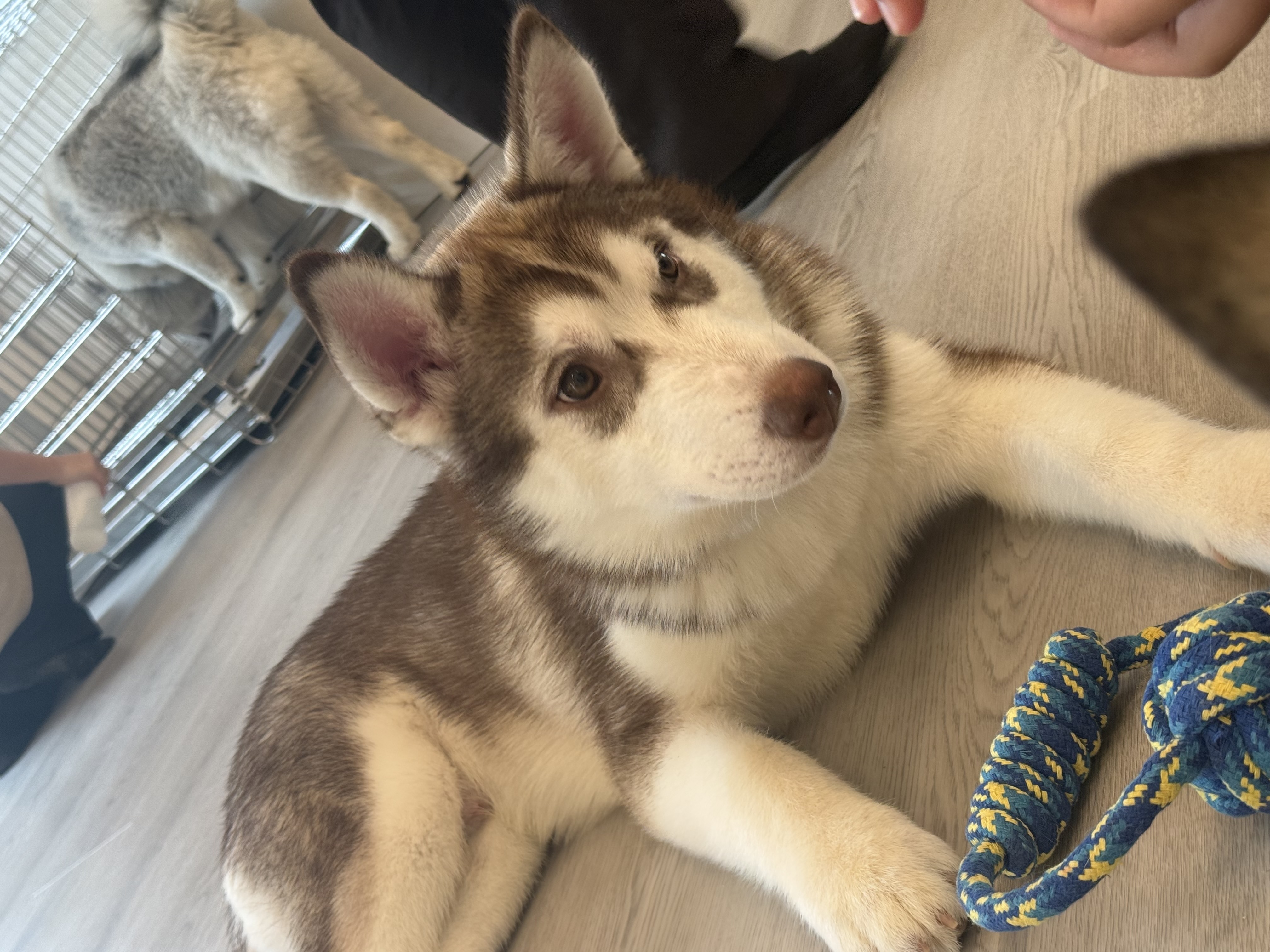 雨の日も安心セルフ雁道SSのコーティングキャンペーン情報🌧️