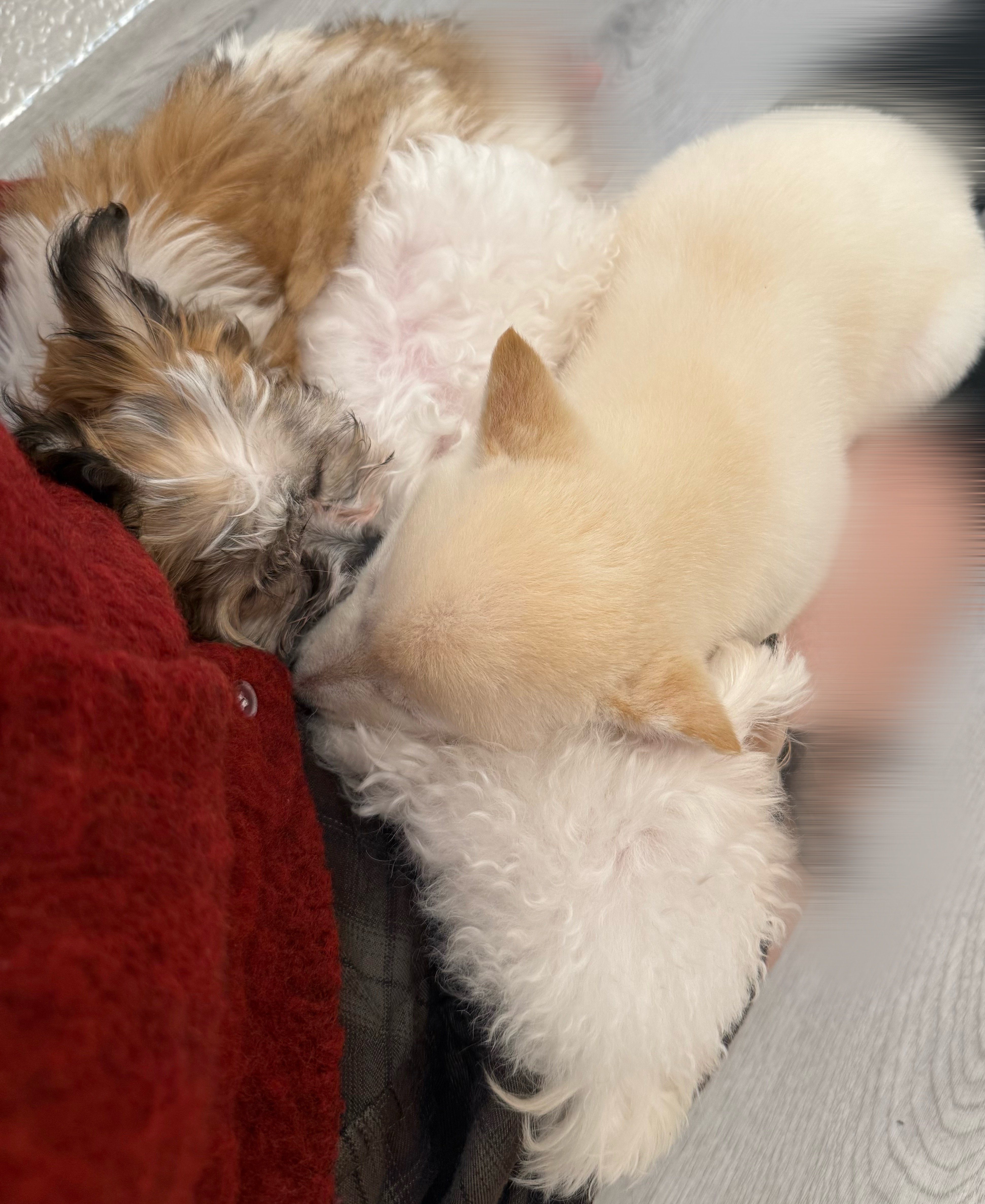 冬の愛車ケアにおすすめフレッシュキーパーで雪道も安心🚗✨