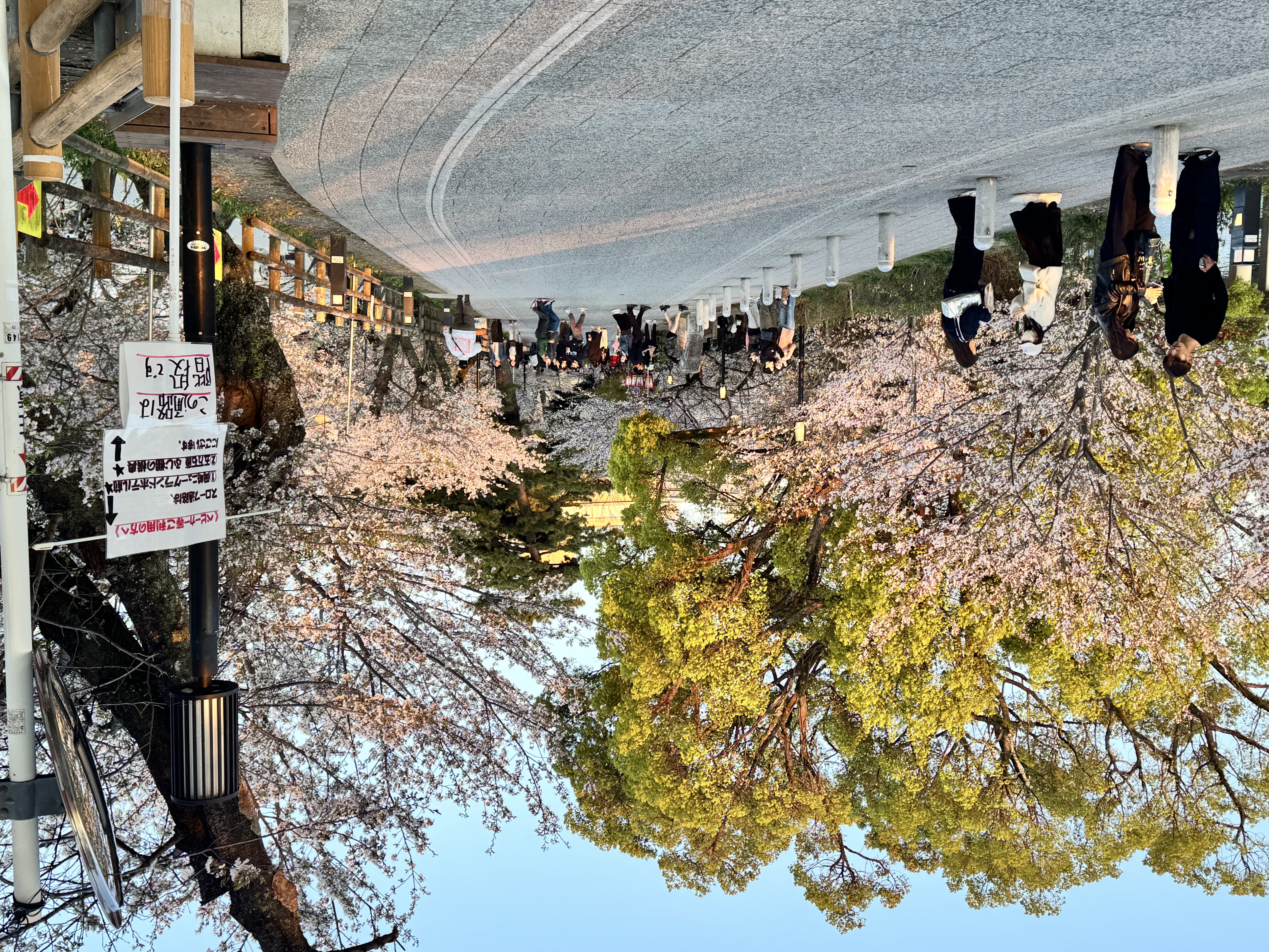 桜Part.2