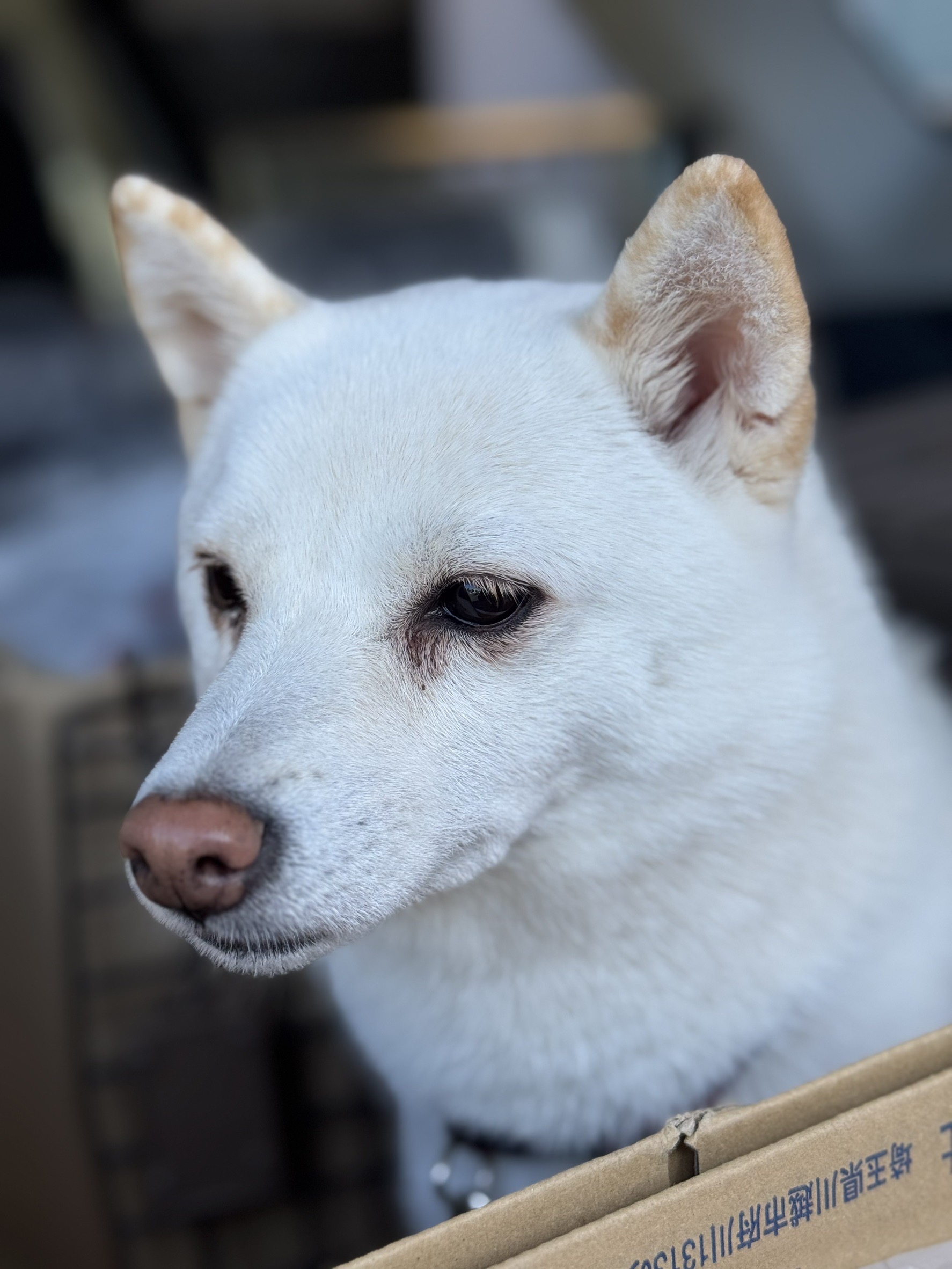 家族と愛犬の休日に安心ドライブを支える車メンテナンス🚗
