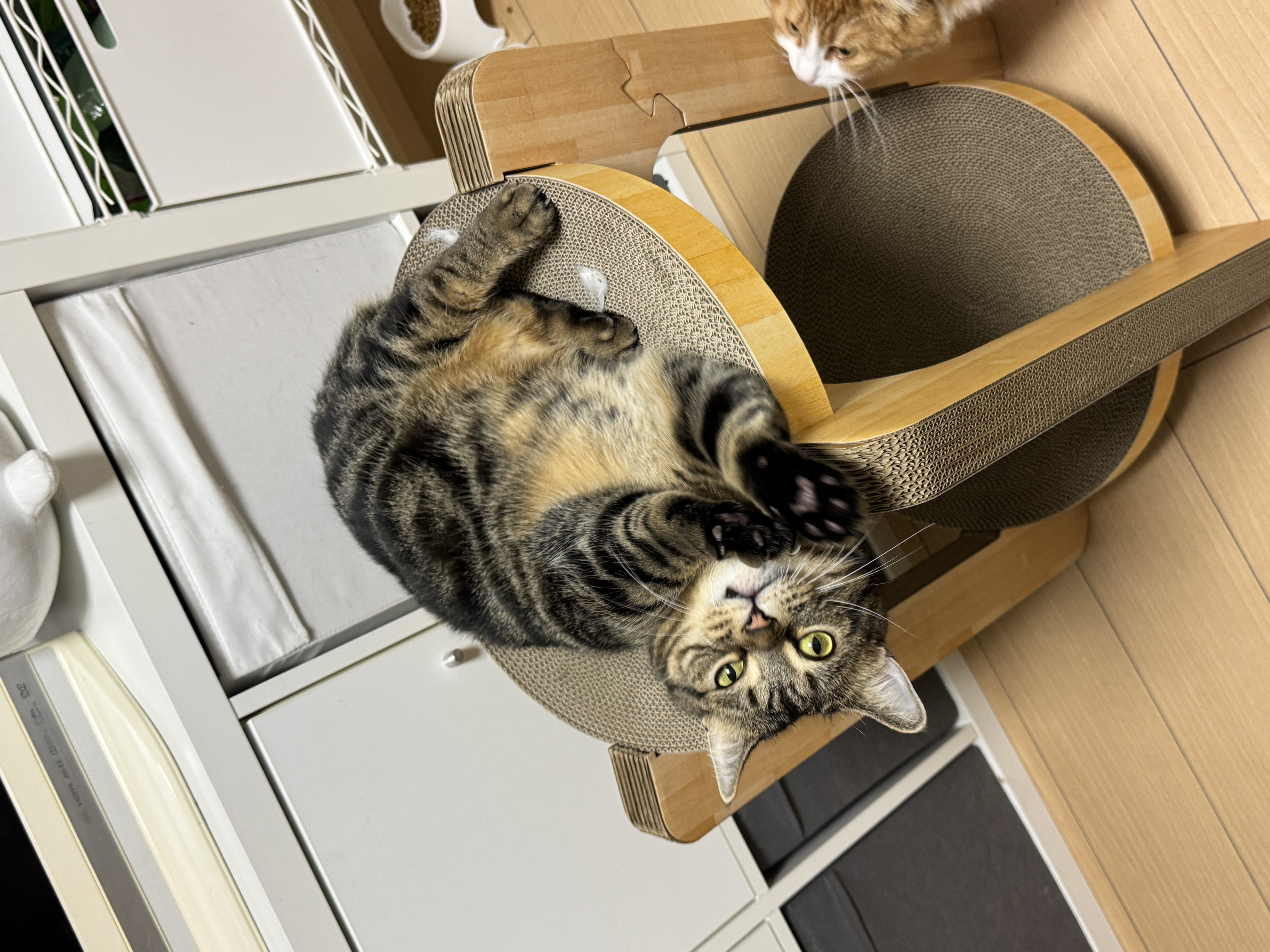 秋の愛車を守るコーティングと冬の点検ポイント🚗安全ドライブの秘訣