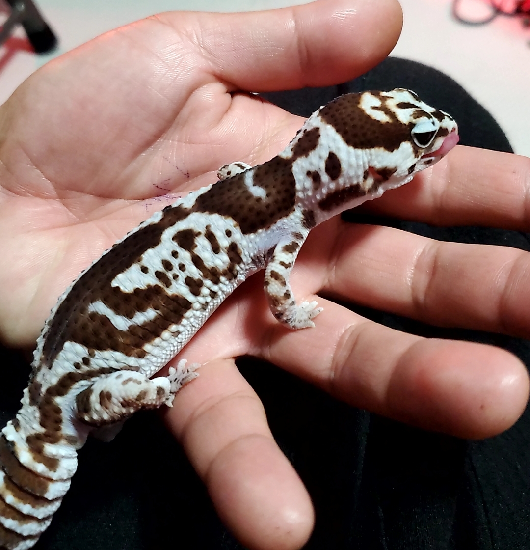 冬の安全運転に必須！大阪南港でブレーキオイル交換と点検🚗