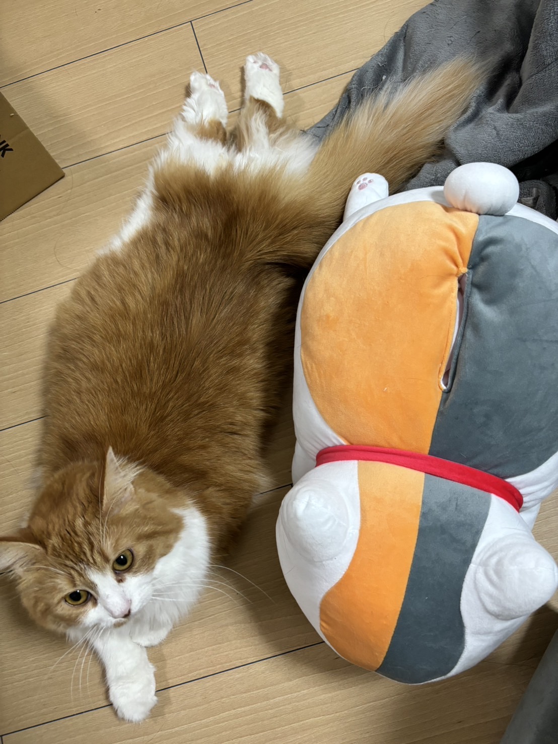 冬の塩カル対策に最適 洗車とコーティングのポイント🚗