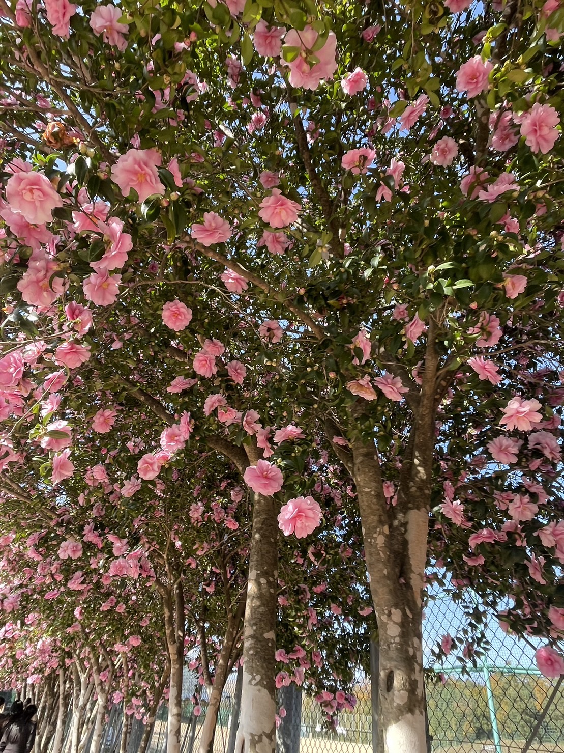 大阪南港大和川通りTSで冬の車ケアと安心ドライブをサポート❄️