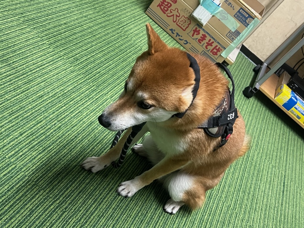 春の雨に負けない安心ドライブのためのタイヤ交換と点検🌧️