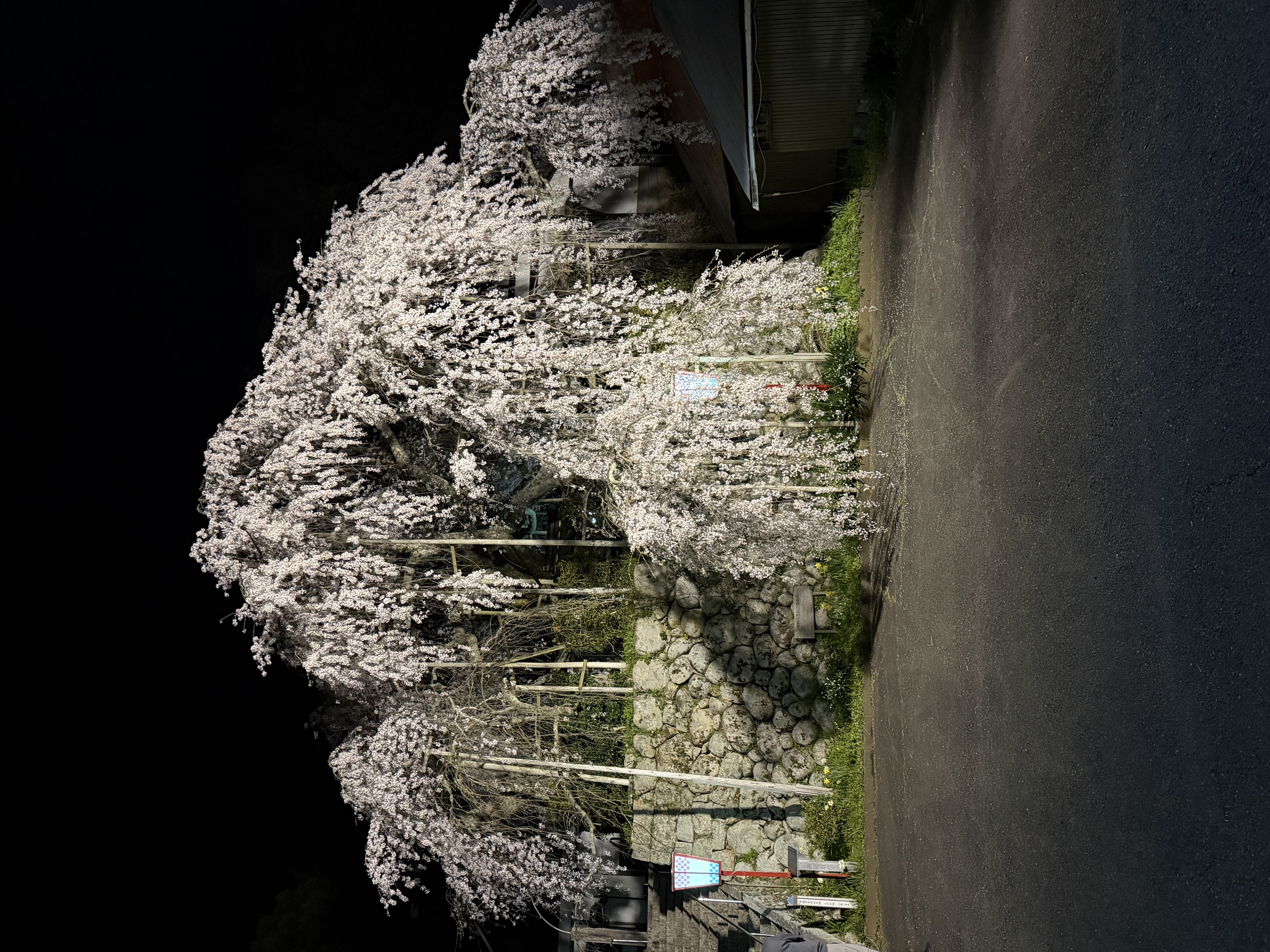 春の雨対策とお得な洗車・点検キャンペーン情報🚗✨