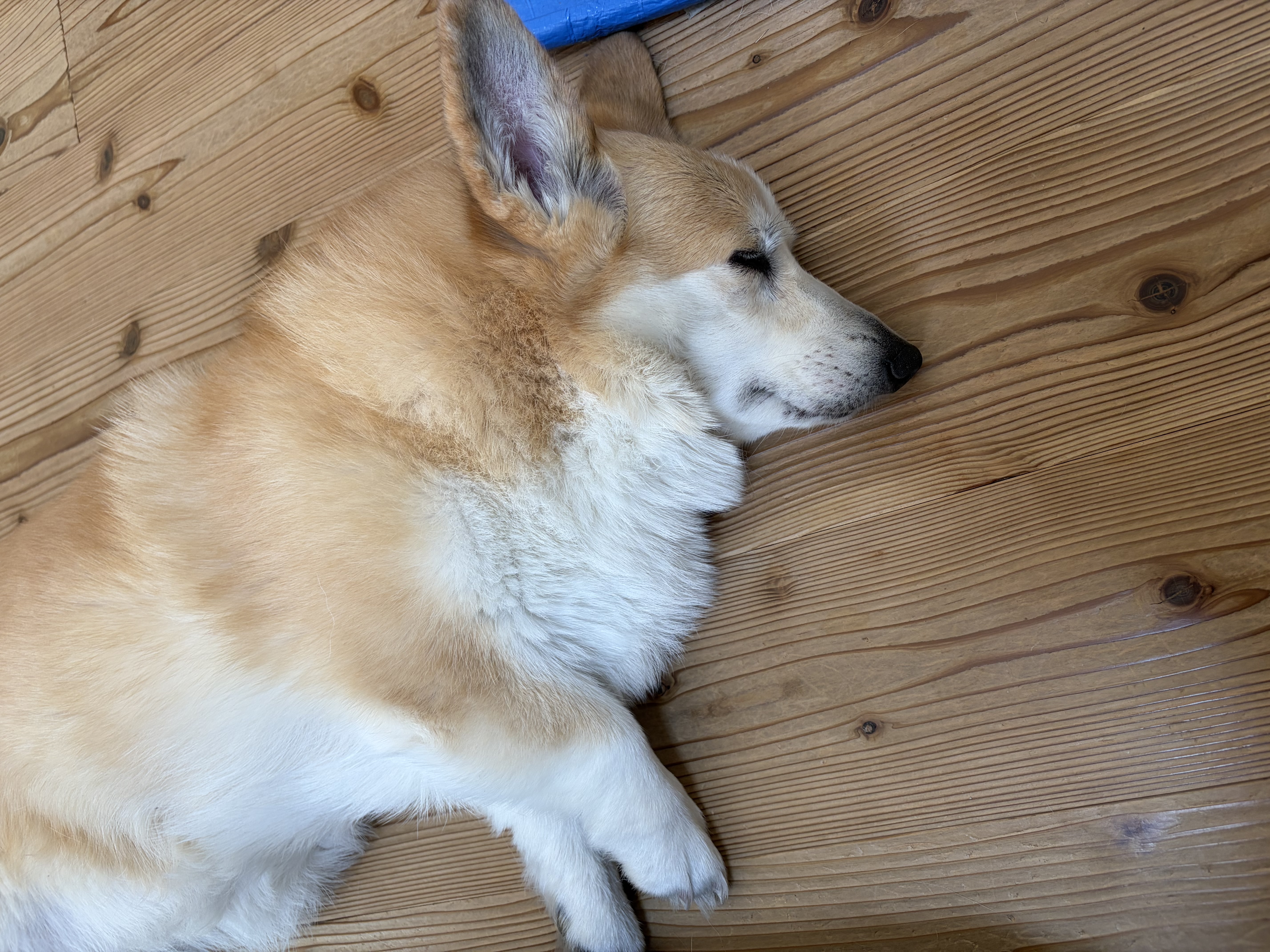 春の車メンテナンスポイント