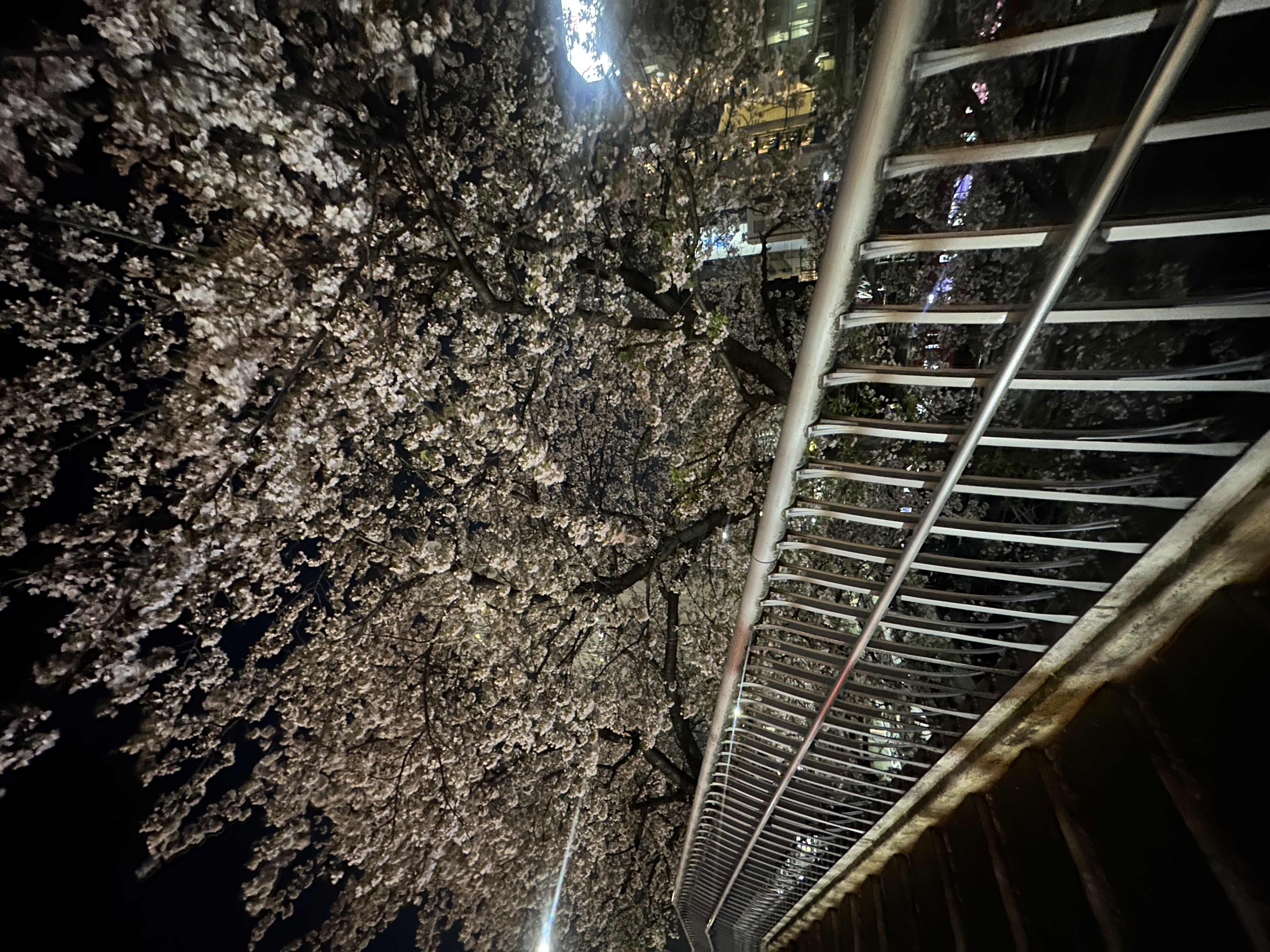 春のドライブ前にチェックしたいタイヤ交換と車の点検情報🌸
