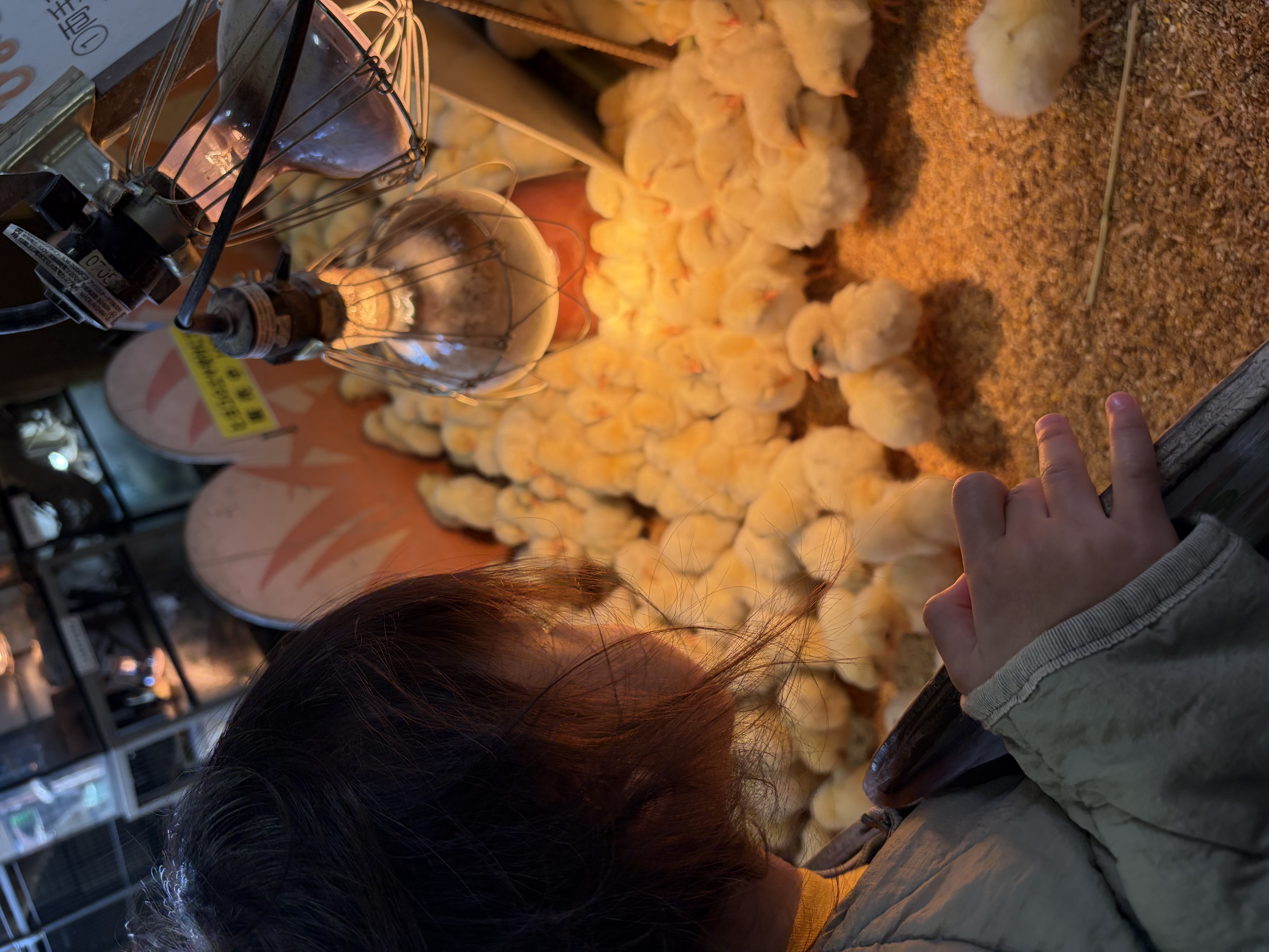 名神八日市インターTSで春の愛車ケアとひよことの癒し体験🐥