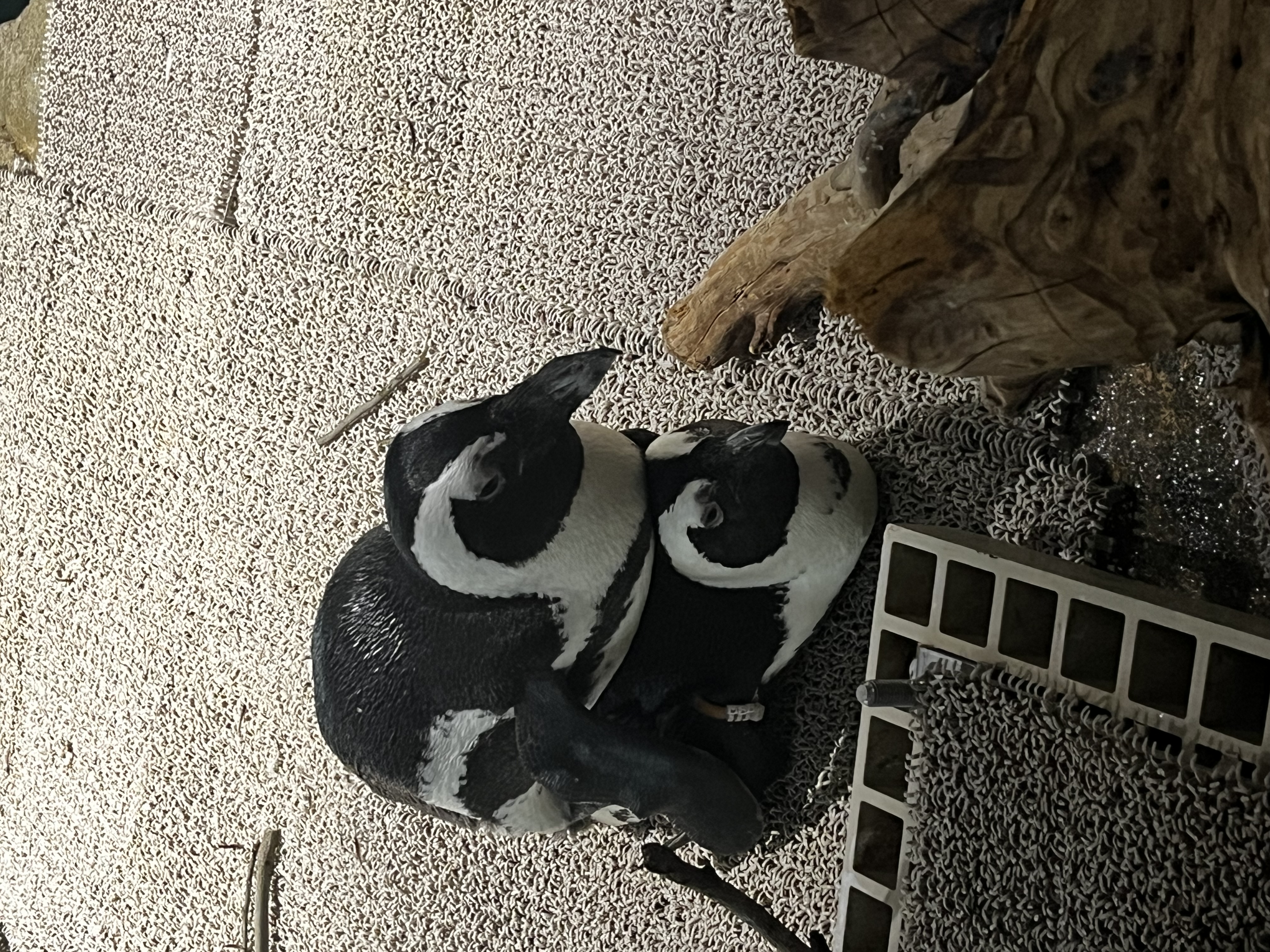 冬の車メンテナンスは名神八日市インターTSで安心ケア🚗✨