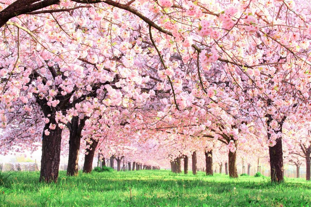 春の愛車ケアは名神八日市インターTSで手洗い洗車とコーティングを🚗✨