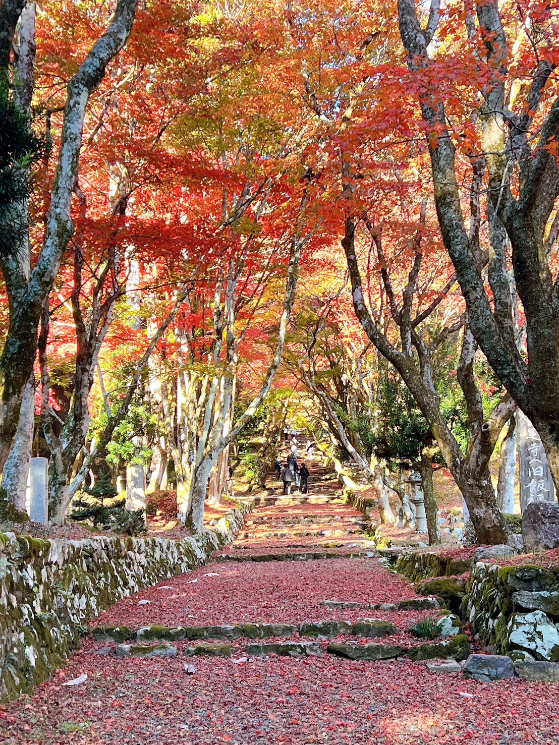 紅葉🍁も見頃ですね