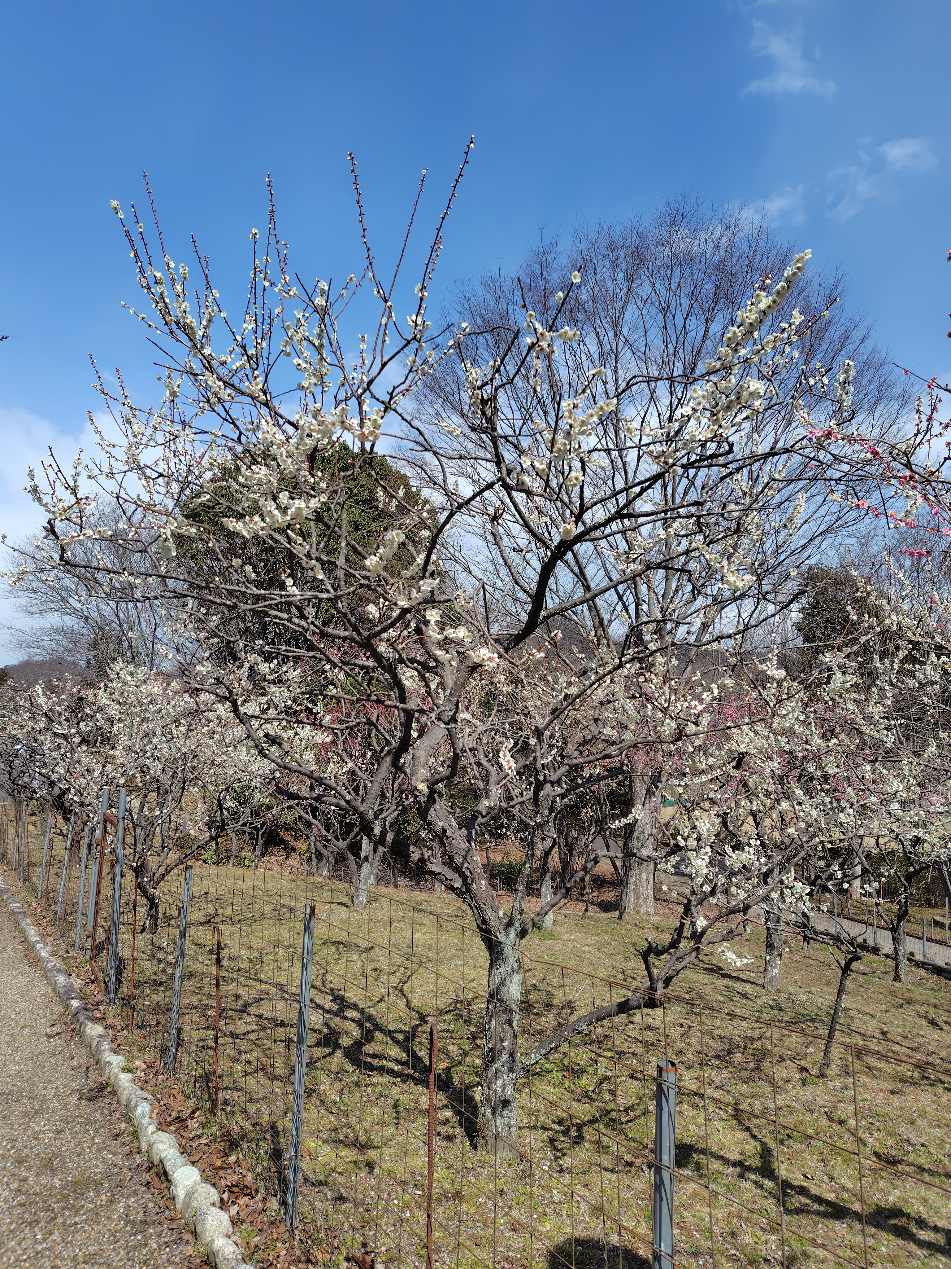 春の給油はお得な今がチャンス⛽️洗車半額＆タイヤ特価も実施中
