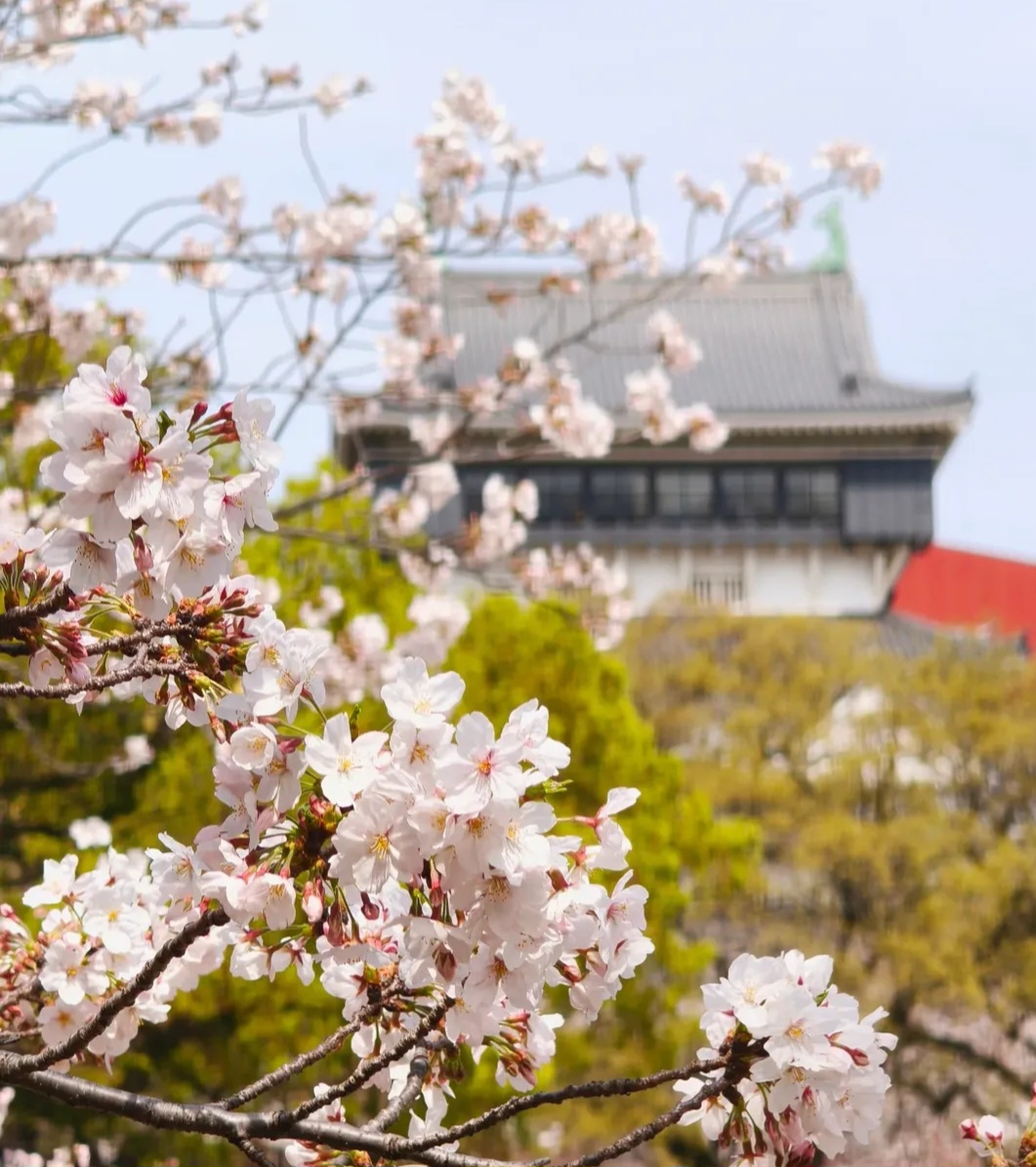 春の愛車ケアは純水手洗い洗車1000円キャンペーンで安心ドライブ🚗