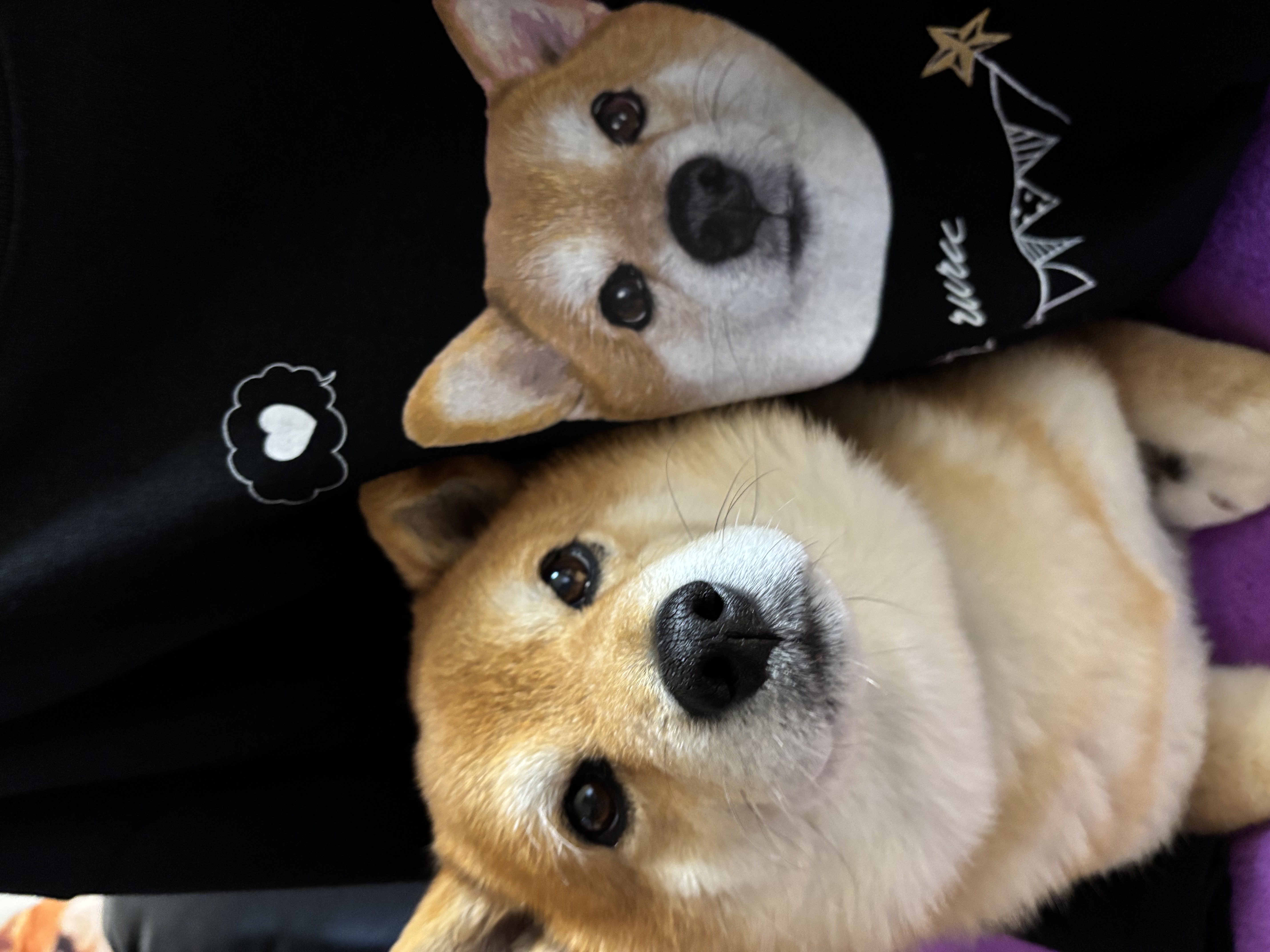 春のドライブを快適に愛車点検と洗車で春準備🌸